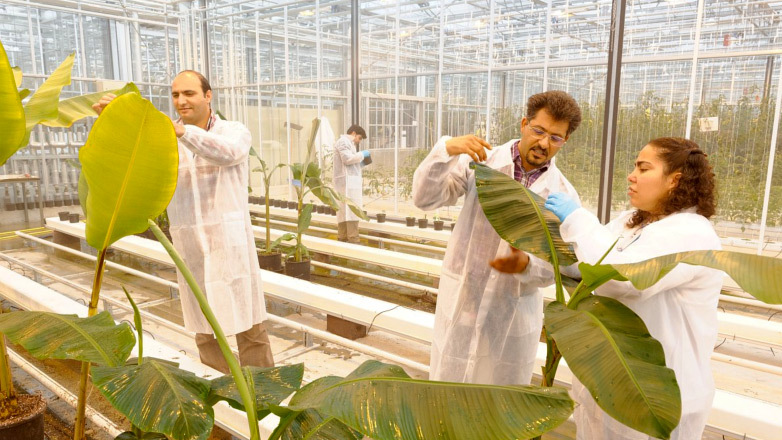 Scientists of Wageningen University & Research inspecting banana plants in a greenhouse