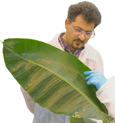 Scientist inspecting Banana leaf