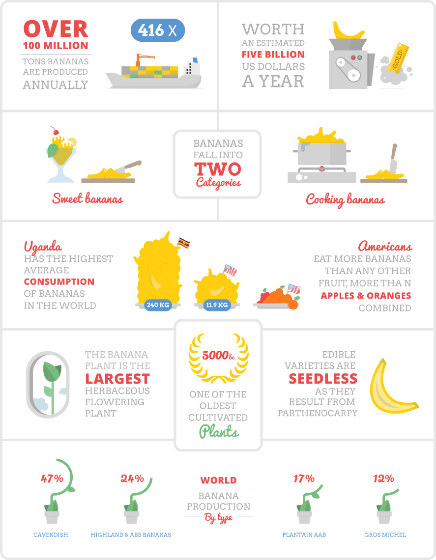 Info & Facts: Infographic about the banana