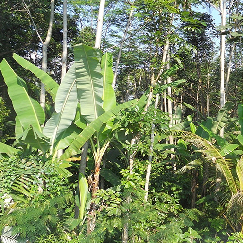 Hidden role of banana in mixed farming and rural livelihoods